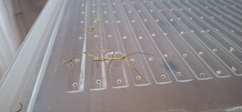 Strašilka - Pakobylka rohatá - 7