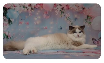 Ragdoll kočička s PP - blue bicolour - 7