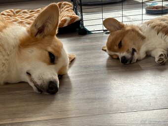 welsh corgi pembroke - 7