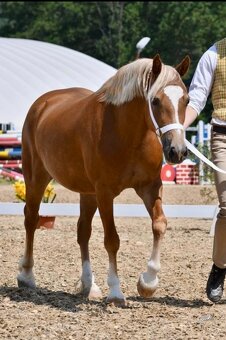 Welsh Cob klisna - 8 let - 7