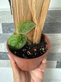 Monstera Dubia s dřevěnou oporou - 7