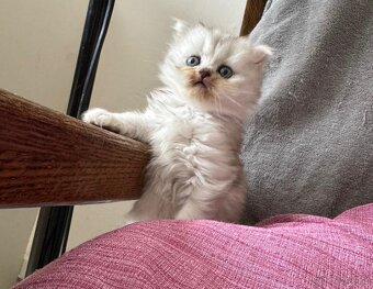 Britská koťátka - 7