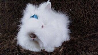 Zakrslý králík, králíček -(TEDDY)-HERBERT - 7