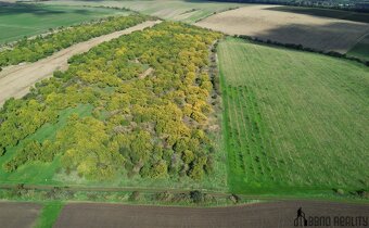 Prodej meruňkového sadu, 14 896 m², Hustopeče u Brna - 7