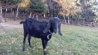 Prodám kozlíky anglonubijské kozy - 7