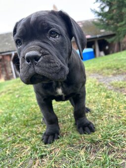 Cane Corso štěňátka BEZ PP - 7