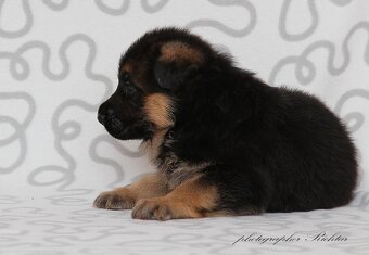 Německý ovčák štěňata - 7