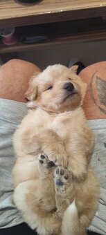 Zlatý retrívr Fenka - 7