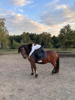 Valach na prodej - 7