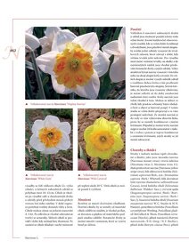 Encyklopedie tulipánů, hyacintů, begonií a dalších ..rostlin - 7