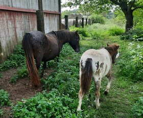 Pony,minihorse - 7