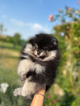 Pomeranian - 7