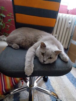 Britská modrá- koťátka,ihned na odběr - 7