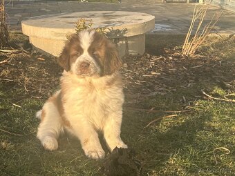 Moskevský strážní pes - 7