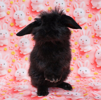 Zakrslý rex beránek LT malinká samička s VP . - 7