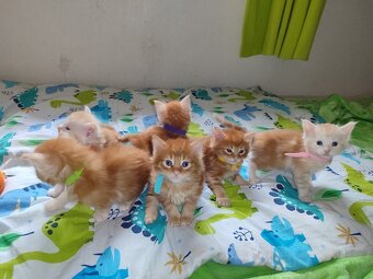 Mainská mývalí bez pp - 7