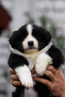 Miniaturní americký ovčák - 7