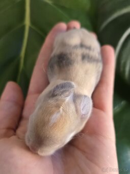 Minilop mláďata - 7