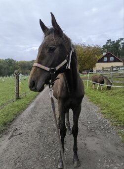 Roční hřebeček CS - 7