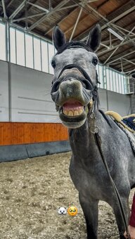 7 letý Valach po Cohinoor VDL - 7