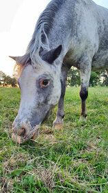Pony, minihorse - 7