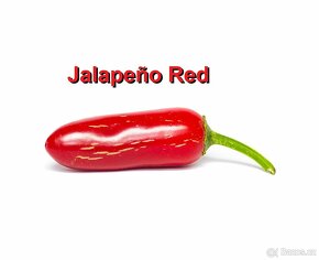 Chilli papričky - Habanero, Jalapeño, Sugar Rush Stripey - 7