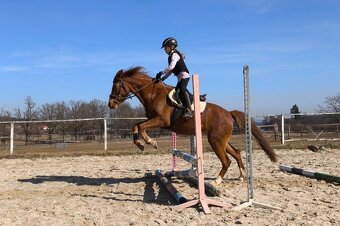 Líbivá charakterní pony klisna - 7