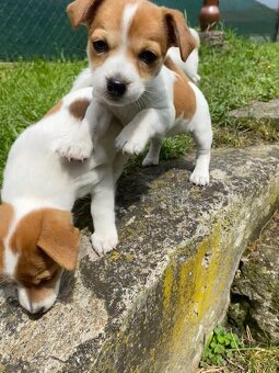 Jack Russell - 7