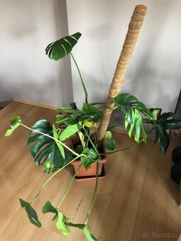 Monstera s kokosovou tyčí - 7