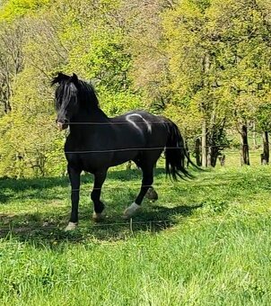 Welsh cob připouštění - 7