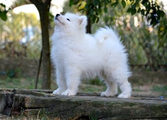 Samojed s FCI PP - LA TORRE ROJA - 7