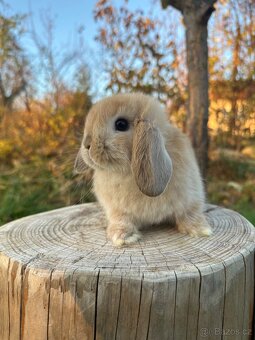 Minilop zakrslý beránek - 7