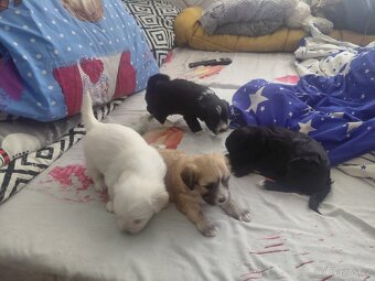 Štěňata bišona na prodej - 7