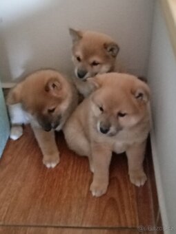 Predám šteniatka Shiba inu - 7