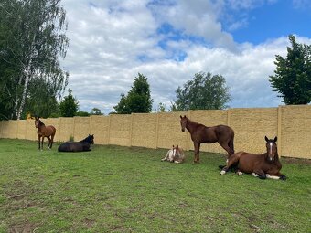 Aktivní ustájení - 7