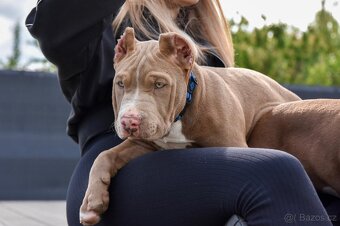 American Bully šteniatka s pp na predaj - 7