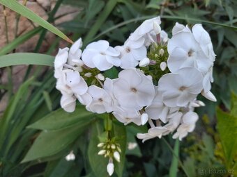 Floxy  více kultivarů - 7