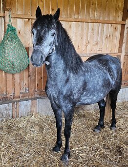 Nadějná pony klisna - 7