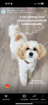 Goldendoodle - 7