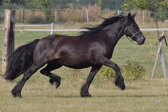 Fellský pony - klisna ježděná dětmi - 7