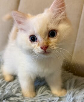Ragdoll kocourek Imail - 7