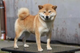 Shiba Inu s PP FCI - 7