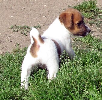 Jack Russell teriér– poslední fenka a 2 pejsci s PP k odběru - 7