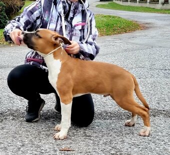 Americký stafordšírský teriér - 7