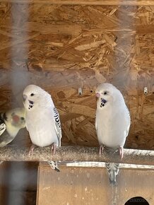 TCB Andulka na ochočení - 7