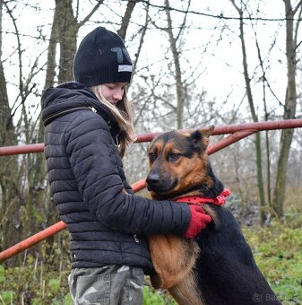 FIBI K ADOPCI - HODNÉ ZLATÍČKO, ZASLOUŽÍ SI MILUJÍCÍ RODINU - 7