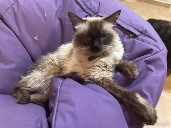 Ragdoll křížený kocourek - 7