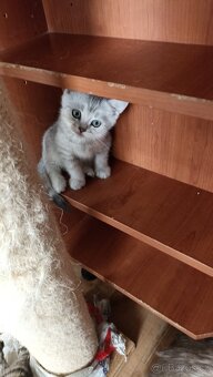 Britská koťátka  s PP - 7