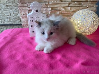 Ragdoll koťátka bez PP - 7