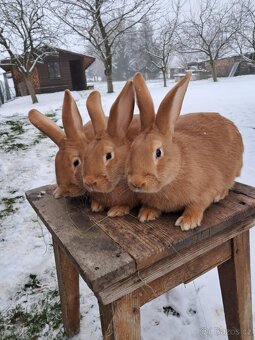 Burgundský králík - 7